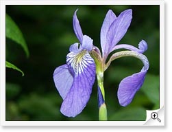 Consultant en environnement - Iris versicolore